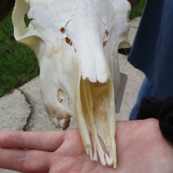 Angora Goat Skull with 18 inches Horns - Buy this one for $119.99