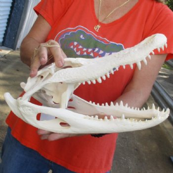 14-1/2 by 6 inches Real Florida Alligator Skull, Beetle Cleaned (slight damage) - Buy this one for $109.99