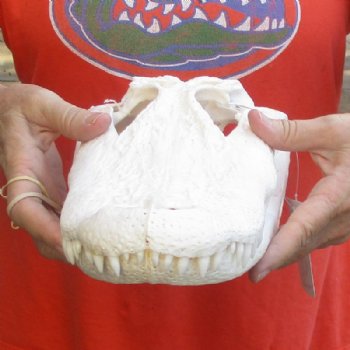 14-1/2 by 6 inches Real Florida Alligator Skull, Beetle Cleaned (slight damage) - Buy this one for $109.99