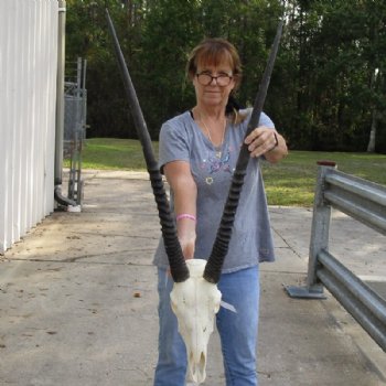 Authentic Gemsbok Skull with 33 and 34 inches Horns <font color=red> Grade B </font> for $149.99