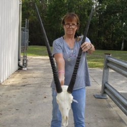 Authentic Gemsbok Skull with 33 and 34 inches Horns <font color=red> Grade B </font> for $149.99