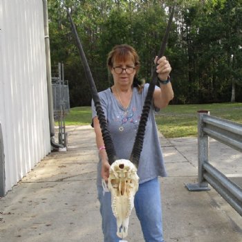 Authentic Gemsbok Skull with 33 and 34 inches Horns <font color=red> Grade B </font> for $149.99