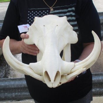 <font color=red> Massive </font> 15 inches African Warthog Skull with Huge 10 inches Ivory Tusks (small missing bone on underside of skull) - Buy this one for $194.99