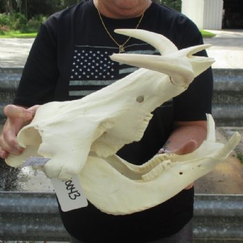 <font color=red> Massive </font> 15 inches African Warthog Skull with Huge 10 inches Ivory Tusks (small missing bone on underside of skull) - Buy this one for $194.99