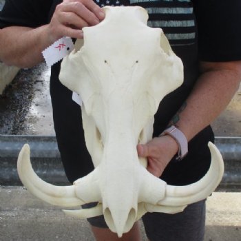 <font color=red> Massive </font> 15 inches African Warthog Skull with Huge 10 inches Ivory Tusks (small missing bone on underside of skull) - Buy this one for $194.99