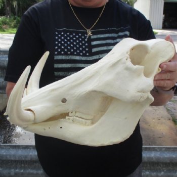 <font color=red> Massive </font> 15 inches African Warthog Skull with Huge 10 inches Ivory Tusks (small missing bone on underside of skull) - Buy this one for $194.99