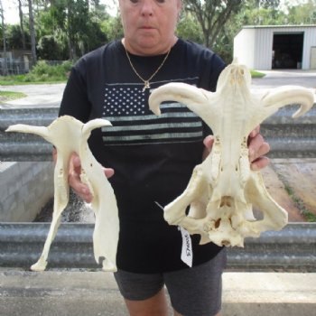 <font color=red> Massive </font> 15 inches African Warthog Skull with Huge 10 inches Ivory Tusks (small missing bone on underside of skull) - Buy this one for $194.99