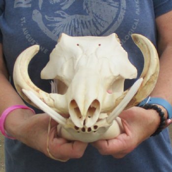 12 inches African Warthog Skull for Sale with 7 inches Ivory Tusks - Buy this one for $134.99