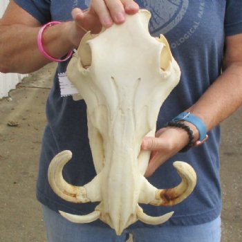 12 inches African Warthog Skull for Sale with 7 inches Ivory Tusks - Buy this one for $134.99