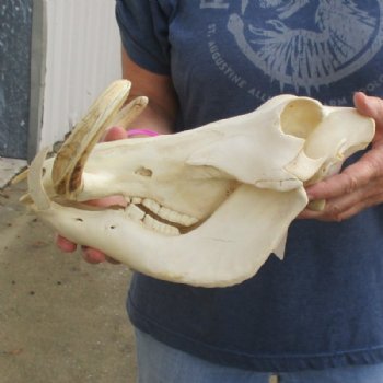 12 inches African Warthog Skull for Sale with 7 inches Ivory Tusks - Buy this one for $134.99