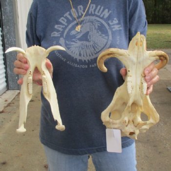 12 inches African Warthog Skull for Sale with 7 inches Ivory Tusks - Buy this one for $134.99