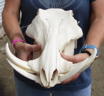 14 inches African Warthog Skull for Sale with 7 inches Ivory Tusks<font color=red> Good Quality </font>  - Buy this one for $134.99