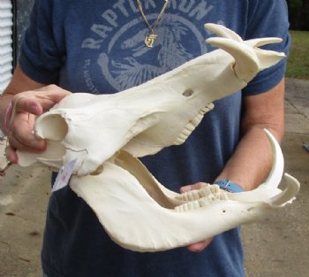 14 inches African Warthog Skull for Sale with 7 inches Ivory Tusks<font color=red> Good Quality </font>  - Buy this one for $134.99