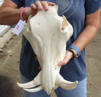 14 inches African Warthog Skull for Sale with 7 inches Ivory Tusks<font color=red> Good Quality </font>  - Buy this one for $134.99