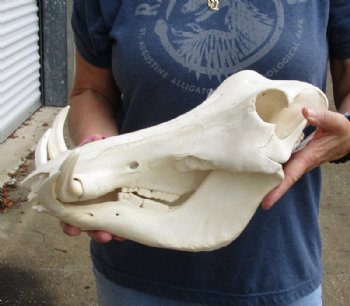 14 inches African Warthog Skull for Sale with 7 inches Ivory Tusks<font color=red> Good Quality </font>  - Buy this one for $134.99