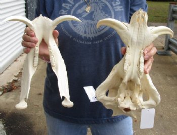 14 inches African Warthog Skull for Sale with 7 inches Ivory Tusks<font color=red> Good Quality </font>  - Buy this one for $134.99