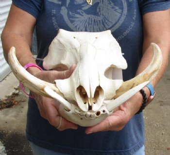 14 inches African Warthog Skull for Sale with 7 inches Ivory Tusks  - Buy this one for $134.99