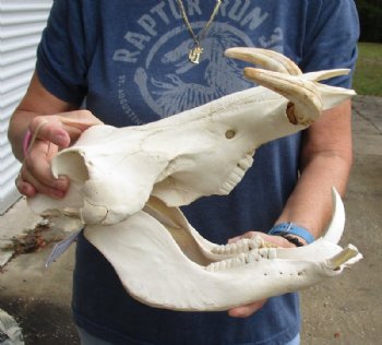 14 inches African Warthog Skull for Sale with 7 inches Ivory Tusks  - Buy this one for $134.99