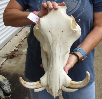 14 inches African Warthog Skull for Sale with 7 inches Ivory Tusks  - Buy this one for $134.99