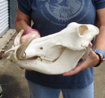 14 inches African Warthog Skull for Sale with 7 inches Ivory Tusks  - Buy this one for $134.99