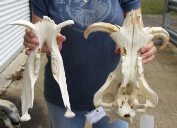 14 inches African Warthog Skull for Sale with 7 inches Ivory Tusks  - Buy this one for $134.99