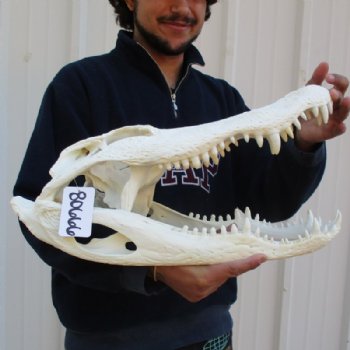 20 inches <font color=red> Huge Good Quality</font> Beetle Cleaned Florida Alligator Skull for Sale - Buy this one for $249.99