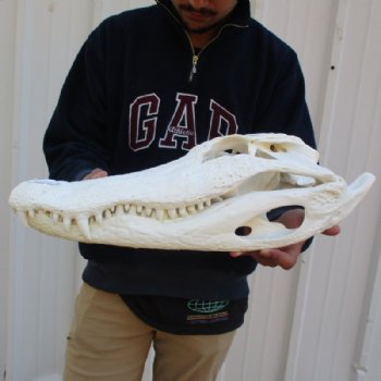 20 inches <font color=red> Huge Good Quality</font> Beetle Cleaned Florida Alligator Skull for Sale - Buy this one for $249.99