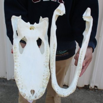 20 inches <font color=red> Huge Good Quality</font> Beetle Cleaned Florida Alligator Skull for Sale - Buy this one for $249.99