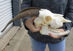 US Domestic Goat Skull with Mandible and 11 inches Horns <font color=red> Grade A </font> for $104.99