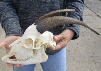 US Domestic Goat Skull with Mandible and 11 inches Horns <font color=red> Grade A </font> for $104.99