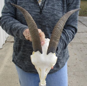 US Domestic Goat Skull with Mandible and 11 inches Horns <font color=red> Grade A </font> for $104.99