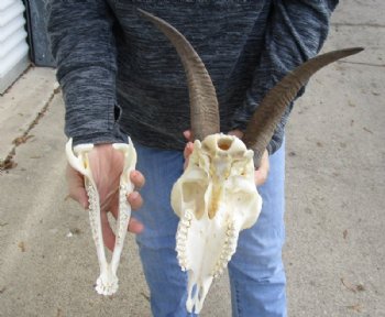 US Domestic Goat Skull with Mandible and 11 inches Horns <font color=red> Grade A </font> for $104.99