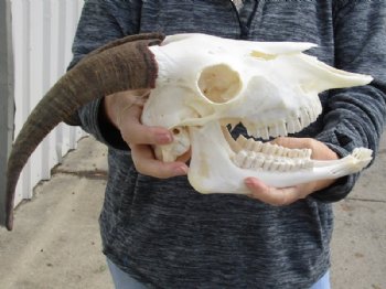 US Domestic Goat Skull with Mandible and 10 inches Horns <font color=red> Grade A </font> for $104.99