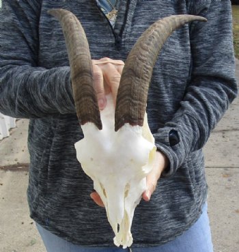 US Domestic Goat Skull with Mandible and 10 inches Horns <font color=red> Grade A </font> for $104.99