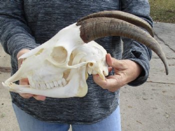 US Domestic Goat Skull with Mandible and 10 inches Horns <font color=red> Grade A </font> for $104.99