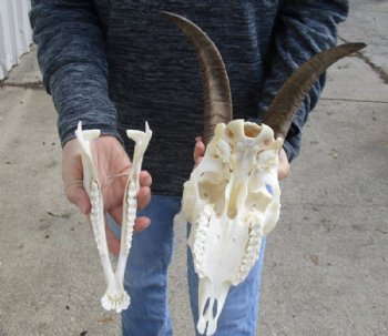 US Domestic Goat Skull with Mandible and 10 inches Horns <font color=red> Grade A </font> for $104.99