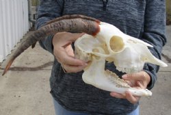 US Domestic Goat Skull with Mandible and 11 inches Horns <font color=red> Grade A </font> for $104.99