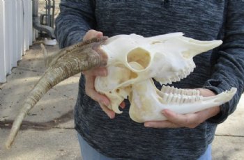 US Domestic Goat Skull with Mandible and 12 inches Horns <font color=red> Grade A </font> for $104.99