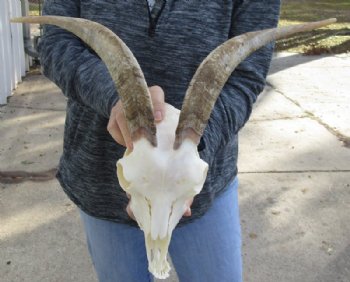 US Domestic Goat Skull with Mandible and 12 inches Horns <font color=red> Grade A </font> for $104.99