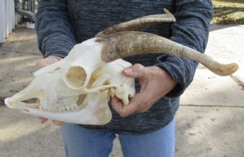 US Domestic Goat Skull with Mandible and 12 inches Horns <font color=red> Grade A </font> for $104.99