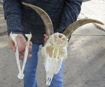 US Domestic Goat Skull with Mandible and 12 inches Horns <font color=red> Grade A </font> for $104.99