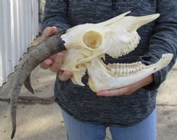 US Domestic Goat Skull with Mandible and 10 inches Horns for $104.99