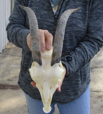 US Domestic Goat Skull with Mandible and 10 inches Horns for $104.99