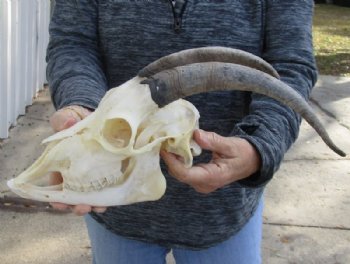 US Domestic Goat Skull with Mandible and 10 inches Horns for $104.99