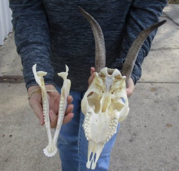 US Domestic Goat Skull with Mandible and 10 inches Horns for $104.99