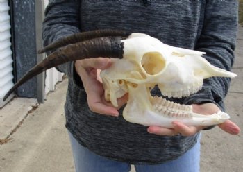 US Domestic Goat Skull with Mandible and 9 inches Horns <font color=red> Grade A </font> for $104.99