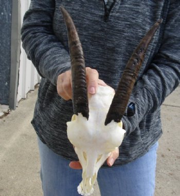 US Domestic Goat Skull with Mandible and 9 inches Horns <font color=red> Grade A </font> for $104.99