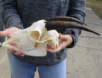 US Domestic Goat Skull with Mandible and 9 inches Horns <font color=red> Grade A </font> for $104.99