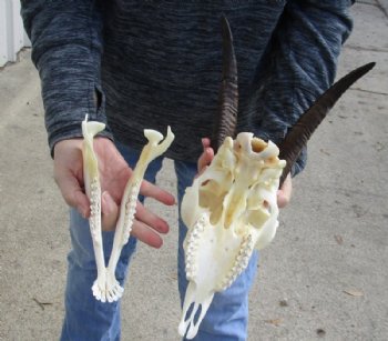 US Domestic Goat Skull with Mandible and 9 inches Horns <font color=red> Grade A </font> for $104.99