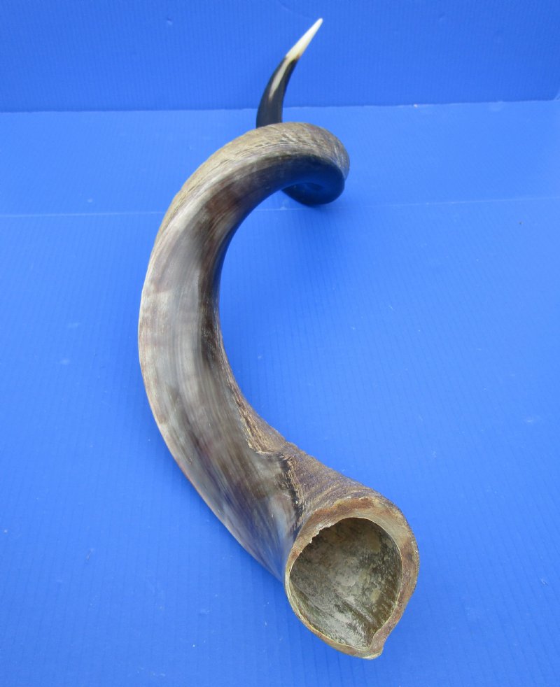 43 inches Polished African Kudu Horn for Sale